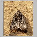 Agrotis vestigialis - Kiefernsaateule 01.jpg